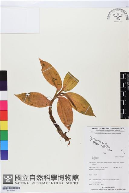 登錄號:BS05839藏品圖，第1張