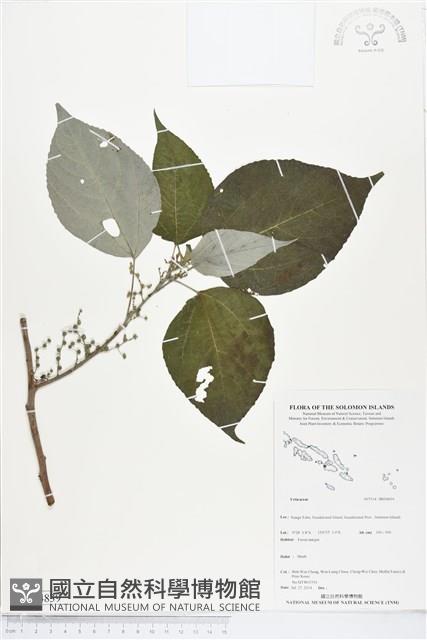 Accession Number:BS04839 Collection Image