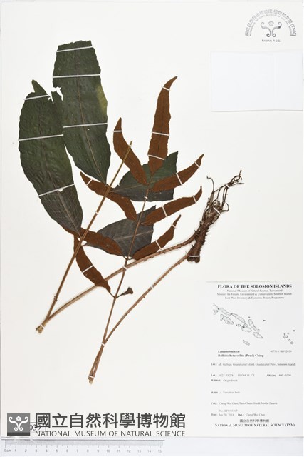 尾葉實蕨藏品圖，第1張