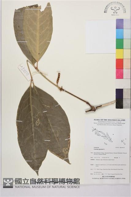 買麻樹藏品圖，第1張