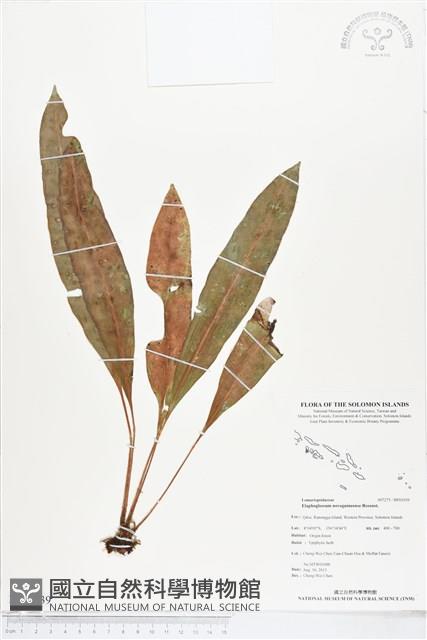 登錄號:BP01039藏品圖，第1張