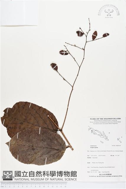 登錄號:BS04039藏品圖，第1張