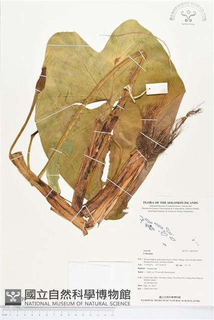 登錄號:BS03039藏品圖，第1張