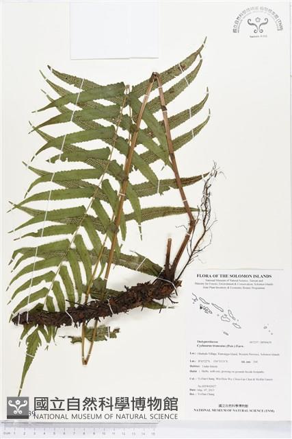 大葉毛蕨藏品圖，第1張