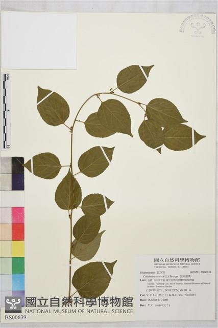 亞洲濱棗藏品圖，第1張