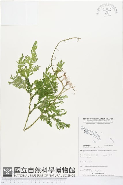 登錄號:BP01639藏品圖，第1張