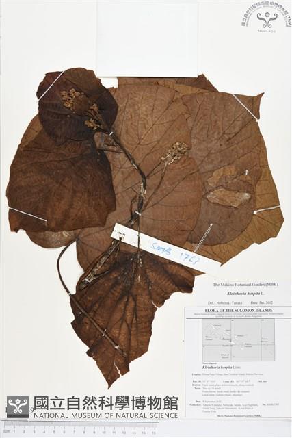 克蘭樹藏品圖，第1張