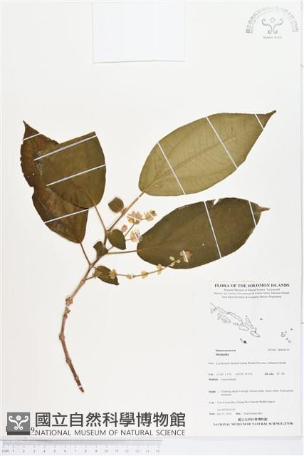 登錄號:BS04639藏品圖，第1張