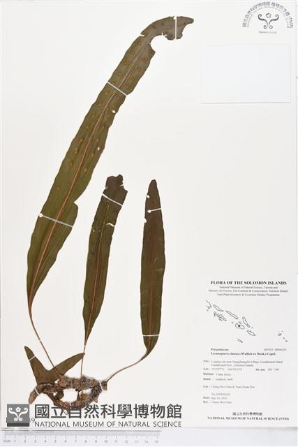 壁虎蟻蕨藏品圖，第1張