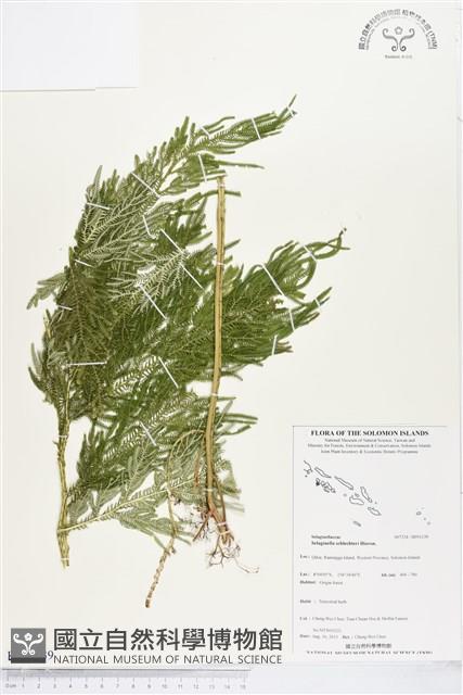 登錄號:BP01139藏品圖，第1張