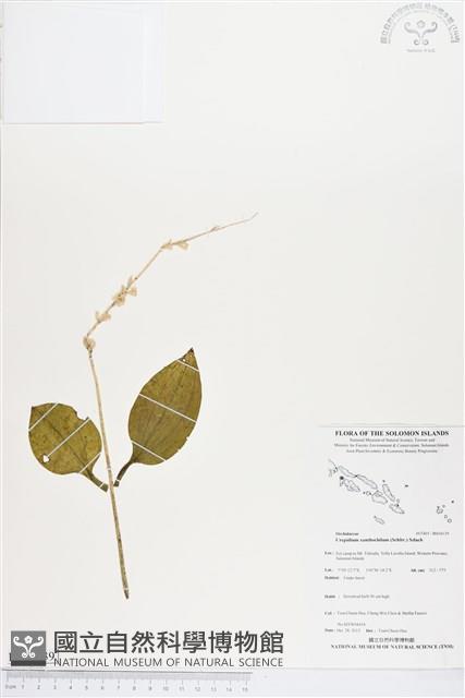 登錄號:BS04139藏品圖，第1張