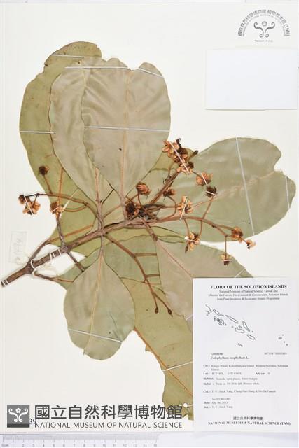 瓊崖海棠、胡桐藏品圖，第1張