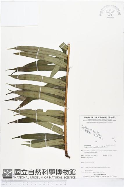 蘭嶼觀音座蓮藏品圖，第1張