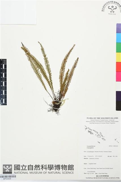 登錄號:BP03439藏品圖，第1張