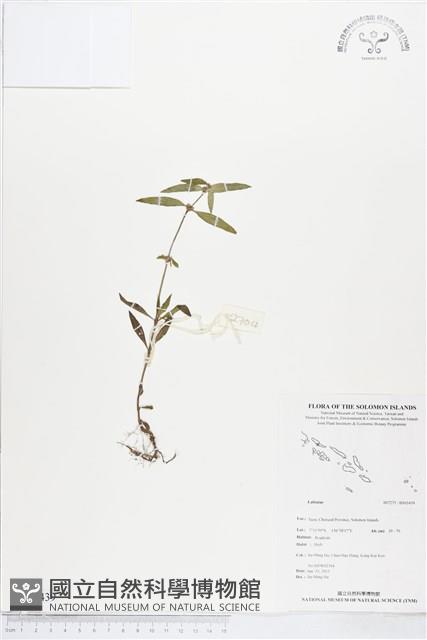 登錄號:BS03439藏品圖，第1張