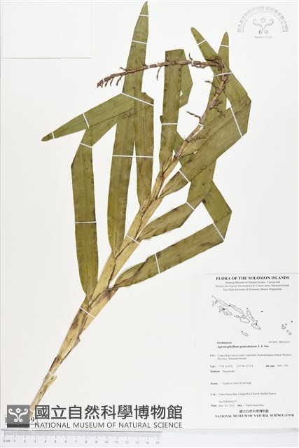 登錄號:BS04239藏品圖，第1張