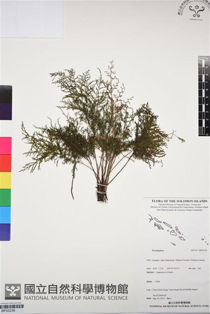 登錄號:BP03239藏品圖，第1張