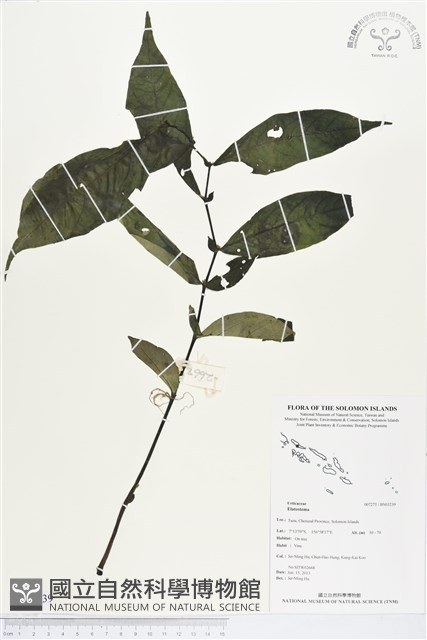 登錄號:BS03239藏品圖，第1張