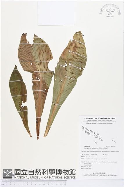 登錄號:BP00739藏品圖，第1張