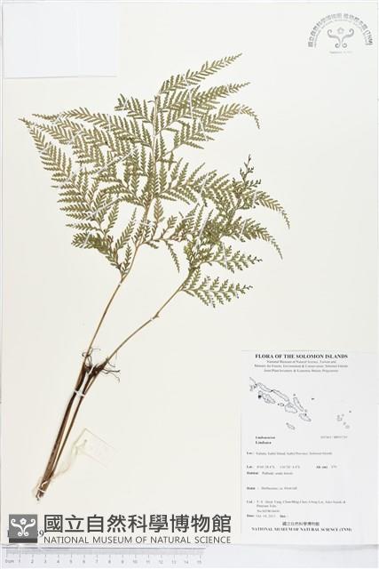 登錄號:BP01739藏品圖，第1張