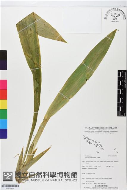 登錄號:BS05739藏品圖，第1張