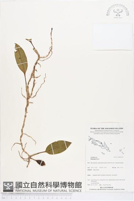 登錄號:BS04739藏品圖，第1張