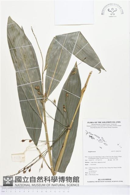 登錄號:BS02539藏品圖，第1張