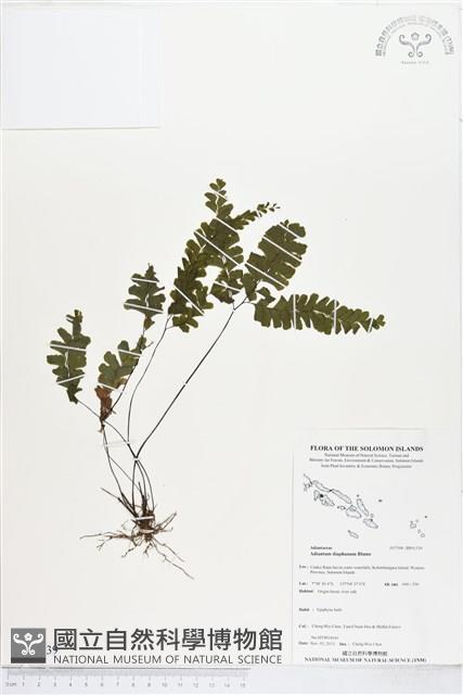 長尾鐵線蕨藏品圖，第1張