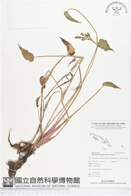 鴨舌草藏品圖，第1張