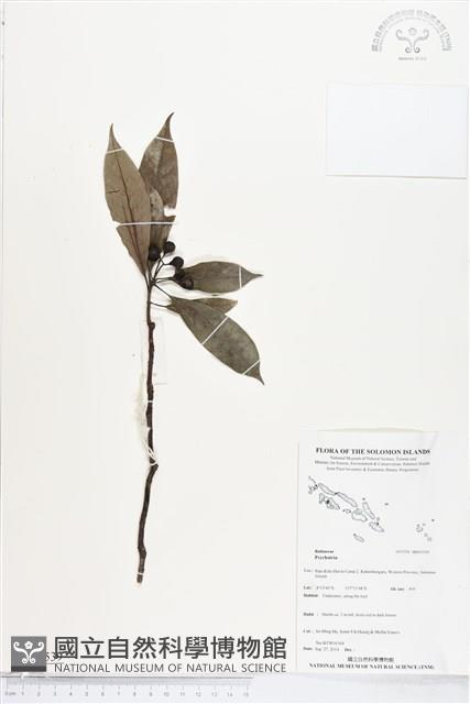 登錄號:BS05539藏品圖，第1張