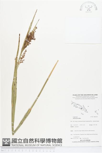 毛果珍珠茅藏品圖，第1張