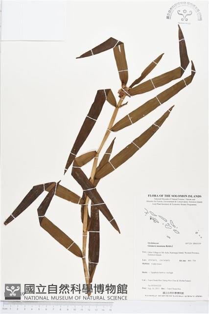 登錄號:BS03539藏品圖，第1張