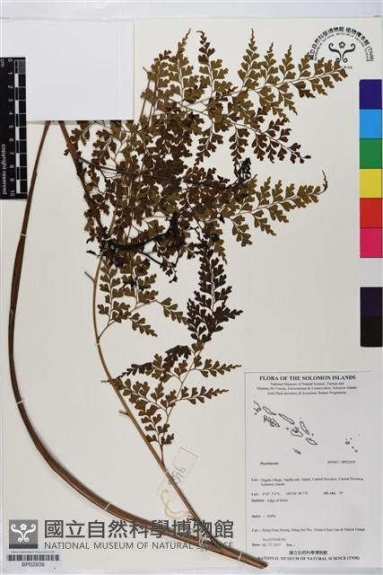 登錄號:BP02939藏品圖，第1張