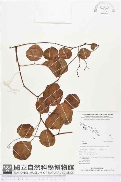 登錄號:BS02939藏品圖，第1張