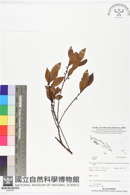 登錄號:BS05939藏品圖，第1張