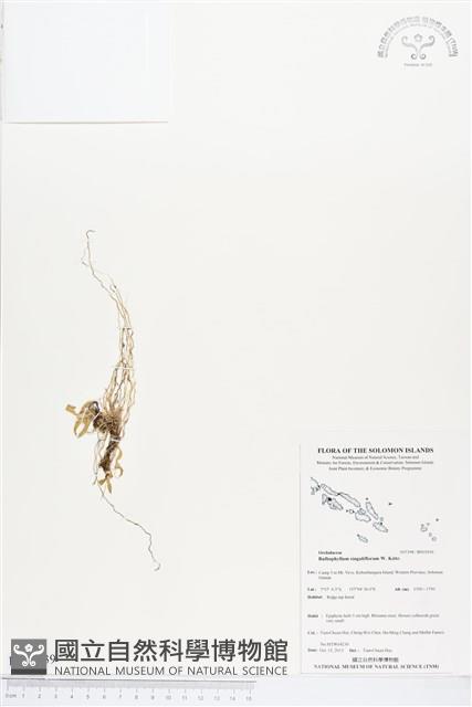 登錄號:BS03939藏品圖，第1張