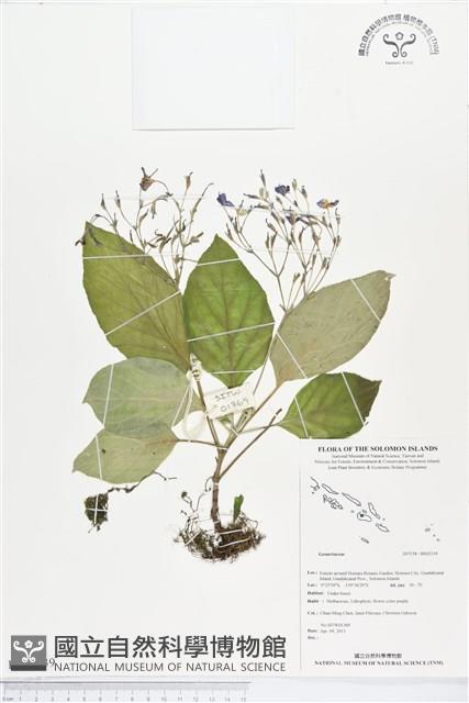 登錄號:BS02339藏品圖，第1張