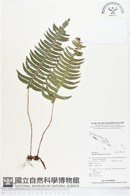 馬來陰石蕨藏品圖，第1張