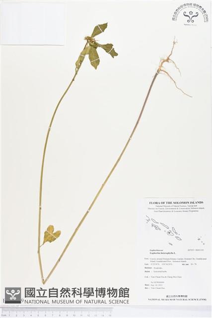 白苞猩猩草藏品圖，第1張