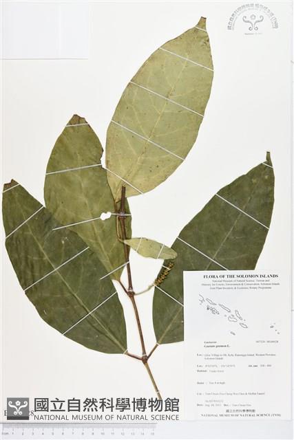 買麻樹藏品圖，第1張