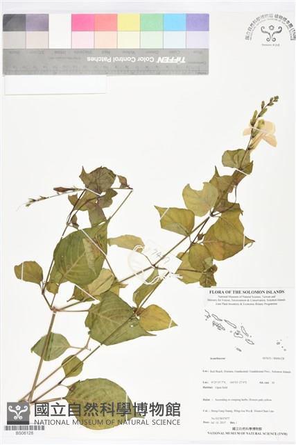 登錄號:BS06128藏品圖，第1張