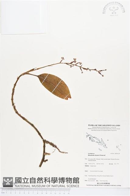 登錄號:BS04128藏品圖，第1張