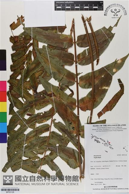 登錄號:BP03128藏品圖，第1張