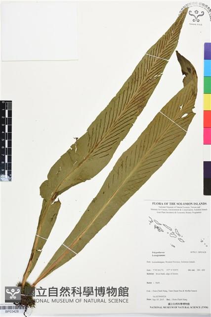 登錄號:BP03428藏品圖，第1張