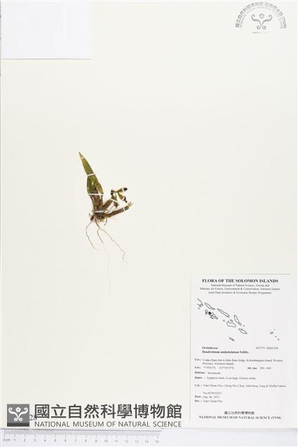 登錄號:BS03428藏品圖，第1張