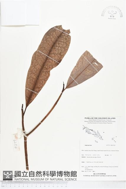 登錄號:BS05228藏品圖，第1張