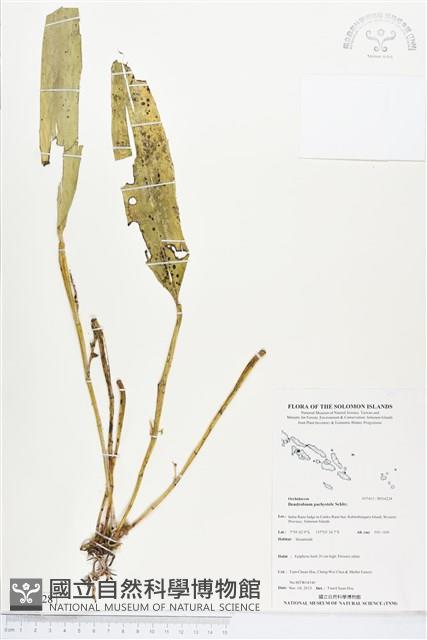 登錄號:BS04228藏品圖，第1張