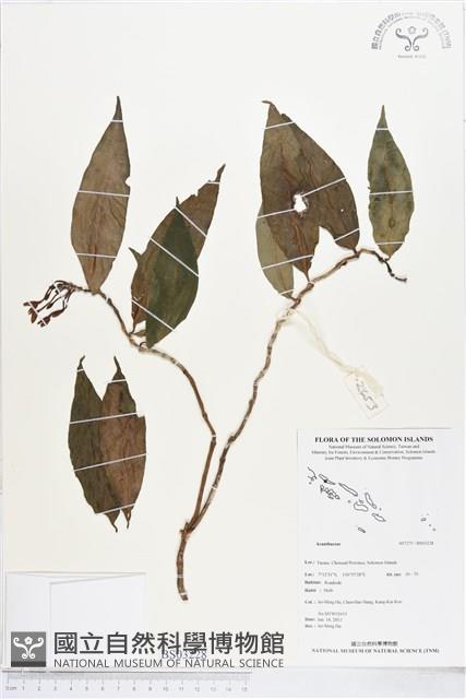 登錄號:BS03228藏品圖，第1張