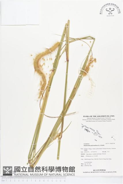 牧地狼尾草藏品圖，第1張