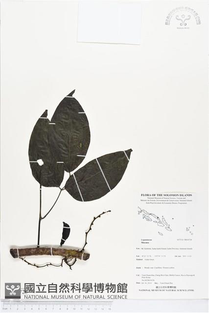 登錄號:BS04728藏品圖，第1張